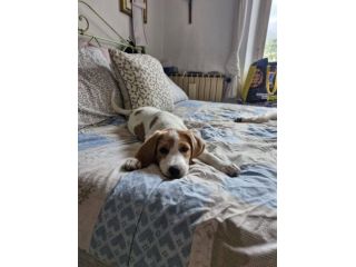 Daisy cucciola