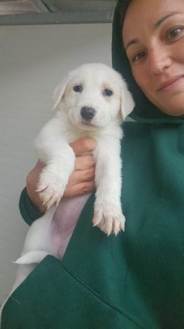 Penelope: 3 mesi taglia media