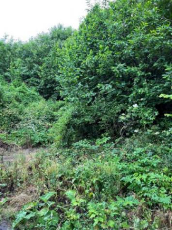 Immobile in asta di 39481 m² in vendita a Visciano - Foto 3