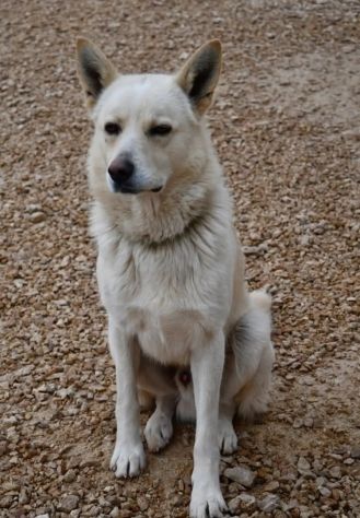 Cesare 1anno e giร 2abbandoni..presto di nuovo in strada.PUGLIA - Foto 4