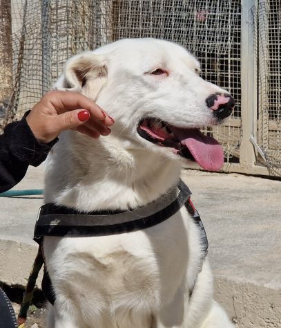 Blanche , da cucciola vive in canile - Foto 2