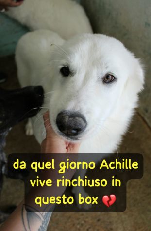 ACHILLE 2 ANNI 20/23 KG