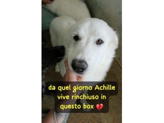 ACHILLE 2 ANNI 20/23 KG