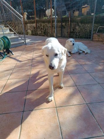 Nicolò - Foto 7