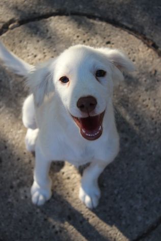 Molly, cucciola cerca famiglia