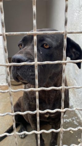 Corso femmina 4anni in canile depressa da troppo! TARANTO