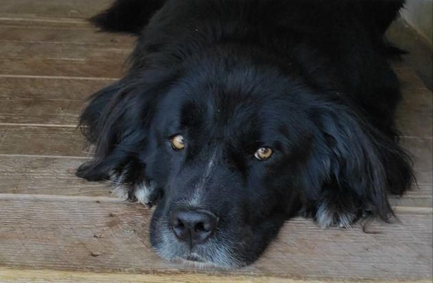 CANE IN ADOZIONE: NADAL, adorabile tenerone.