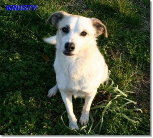 KRUSTY, simpaticissimo cagnolino - Foto 3