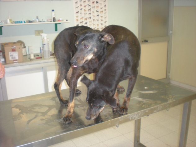 TIMY E PRINCESS, due dolcissime cagnoline taglia piccola - Foto 8