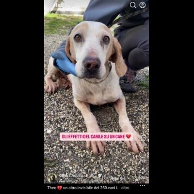 THEO IMPAURITO DAL CANILE CANE IN ADOZIONE - Foto 4
