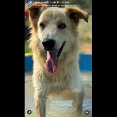 TIMON DOLCISSIMO simil Golden retriever cane in adozione - Foto 6