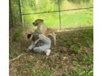 CASPER ALLERGRO E SOCIEVOLE; CANE IN ADOZIONE