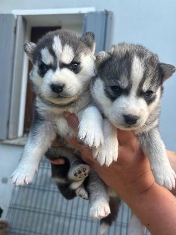 Cuccioli di siberian husky - Foto 4
