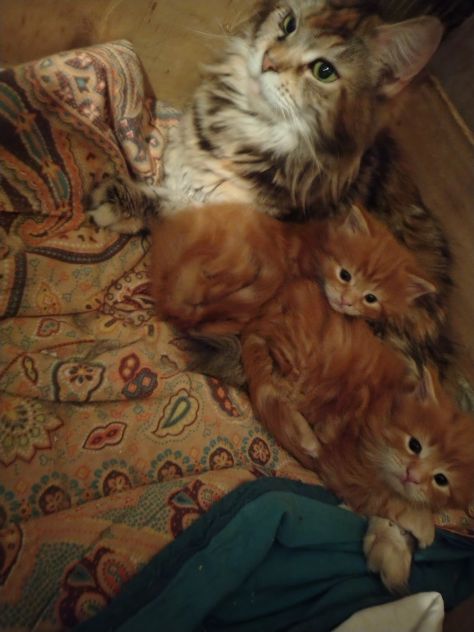 Cuccioli di Maine coon Red - Foto 2