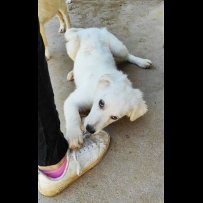 SMILLA GIOVANE CAGNOLINA IN ADOZIONE - Foto 6