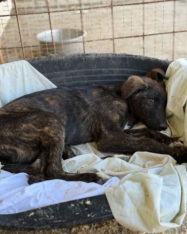 TIGROTTO ADORABILE CUCCIOLO IN ADOZIONE - Foto 6