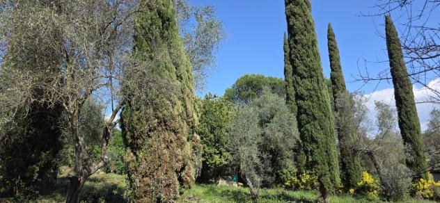 Uliveto in vendita a Morlupo - Foto 7