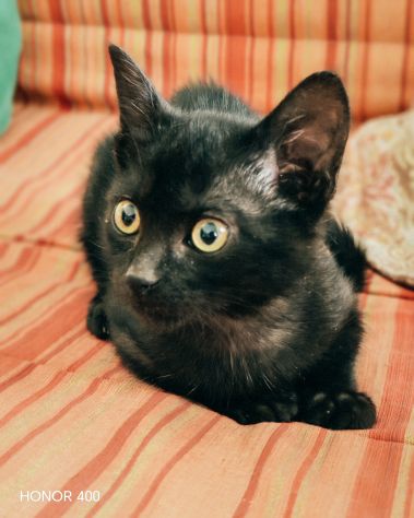 Kata, gattina sfortunata prossima alla scadenza.. - Foto 3