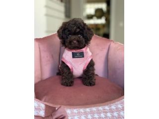 Perla barboncino toy cioccolato - poodle puppy