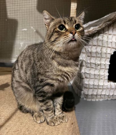 TIGRO, tenero gatto adulto in adozione! - Foto 6