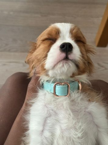 Cucciola di Cavalier King con pedigree - Foto 2