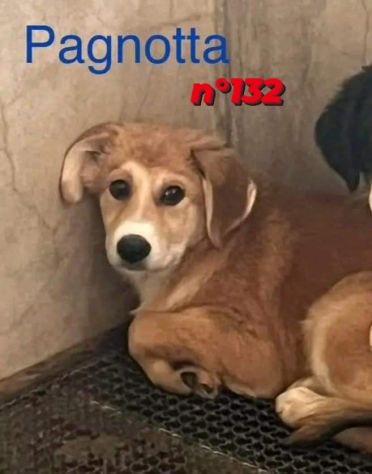 CUCCIOLI IN ADOZIONE - Foto 3