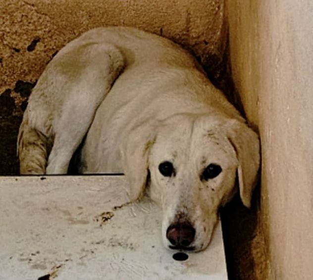 NEMBOLA CAGNOLINA IN ADOZIONE