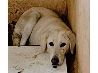 NEMBOLA CAGNOLINA IN ADOZIONE