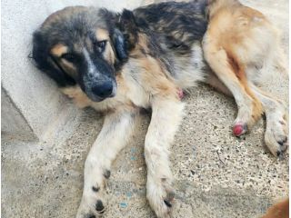 PAKY 2 ANNI TAGLIA GRANDE IN CANILE