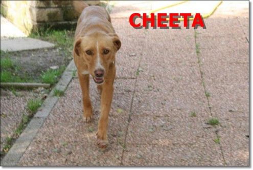 CHEETA, una super cagnolina - Foto 2