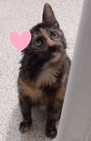 Ambra sfortunata cucciola (FELV POSITIVA) - Foto 3
