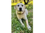 Bella labrador