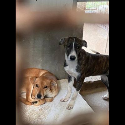 COCO, IGMA, JASMIN CUCCIOLE IN ADOZIONE