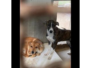 COCO, IGMA, JASMIN CUCCIOLE IN ADOZIONE