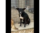 OREO CERCA UNA FAMIGLIA TUTTA SUA, CAGNOLINO IN ADOZIONE