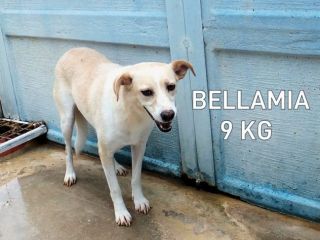 Bellamia (taglia piccola)