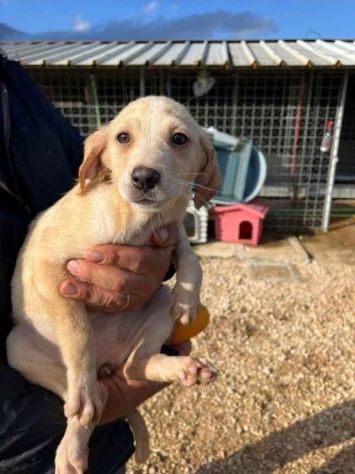 CUCCIOLI IN ADOZIONE - Foto 2