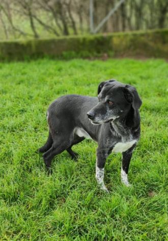 CANE IN ADOZIONE: ZEUS - Foto 8