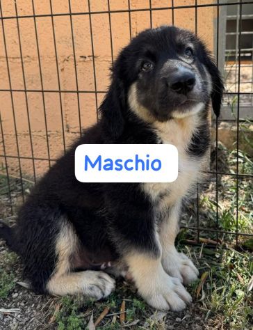 CUCCIOLI 3 MESI - Foto 4
