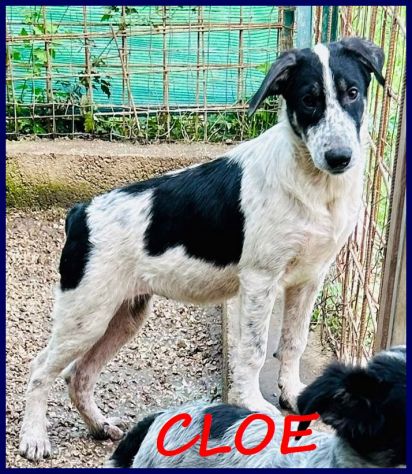 CLOE recuperata in strada affamata e spaventata - Foto 4