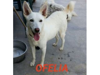 OFELIA, cagnolina composta, raffinata e sensibile