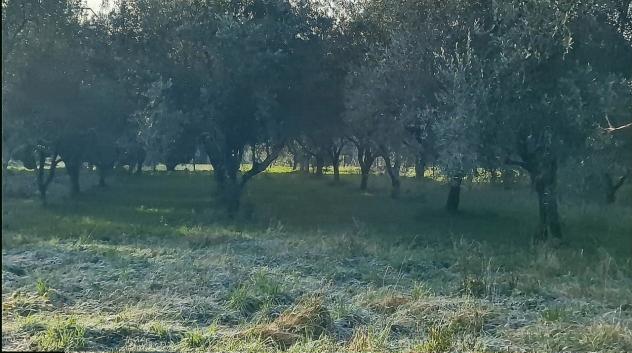 TERRENO AGRICOLO di 10000 mq (CAMAIORE - pieve di camaiore) rif. 1001 - Foto 10