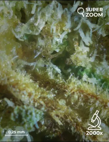 Girl Scout Cookies - Foto 5
