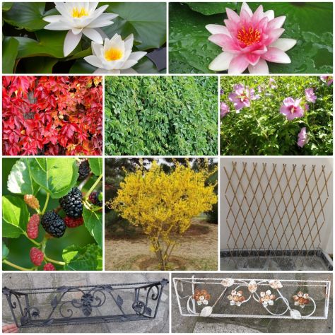 Piante per vaso o giardino,vasi,fioriere,ecc... - Foto 2