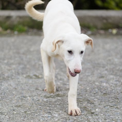 OLIVER, 8 MESI (20/09/25), TAGLIA MEDIA, TIMIDO E MERAVIGLIOSO CERCA CASA - Foto 3