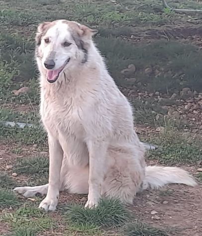 HUSKINA, incrocio collie, adozione del cuore - Foto 5