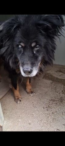 NATALINO 12 ANNI TAGLIA MEDIA CIECO IN CANILE - Foto 2