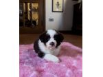 Cuccioli di Border Collie di alta genealogia