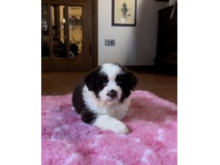 Cuccioli di Border Collie di alta genealogia