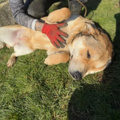 MINERVA splendida ed amorevole CANE IN ADOZIONE - Foto 5